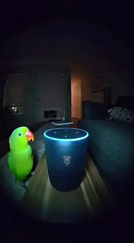 🦜He woke up the WHOLE neighborhood at 3AM! 🔊💀 (Watch him HIDE 🤫)🤣 #FunnyReels #Parrot #CritterPD #ViralVideos #funny       