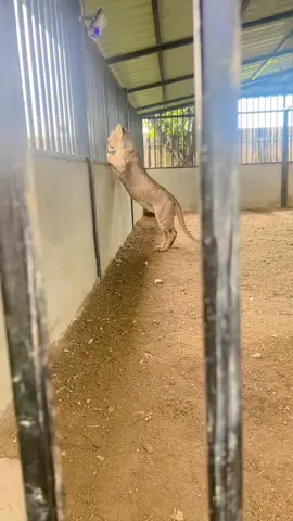 เมื่อสิงโตที่กูเลี้ยง อยากรู้เรื่องของชาวบ้านอาการก็ประมาณนี้🦁😏 #หนิงเลี้ยงสิงโต #สรพงษ์ 