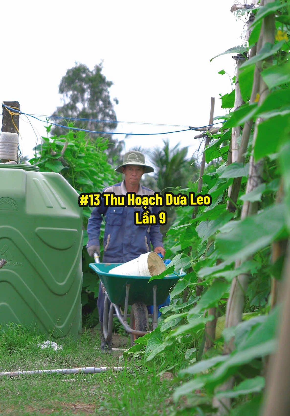Trồng Dưa Leo - Thu Hoạch Lần 9 13k/kg #hienonha 