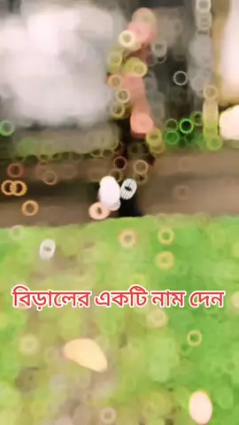 বিড়ালের একটি নাম দেন#07rohan_jr #foryoupage 