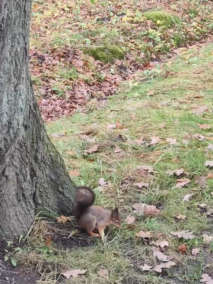 Through the rainy Tallinn forest, a squirrel gathers a blade of grass and scurries up a tree, preparing a cozy haven for the winter.