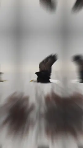 #CapCut 🎶😎🦅🎶 #كسبلور #قالب_جاهز_فخم_ #قونيا________________قونيا😌💙 #تصميم_فيديوهات🎶🎤🎬 