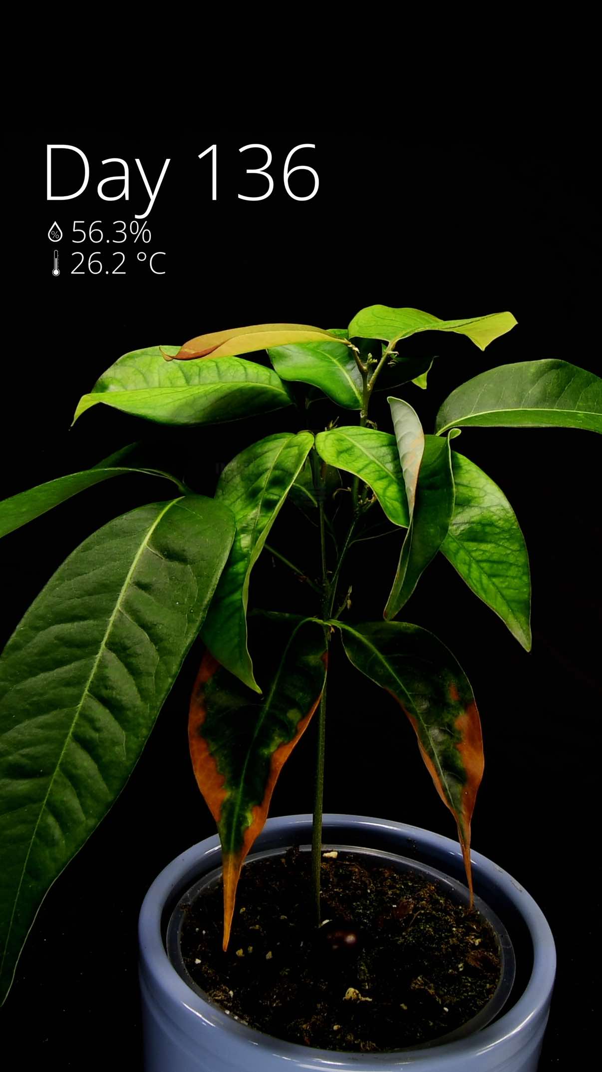 This is how I grew a tiny lychee tree from seed in #timelapse 
