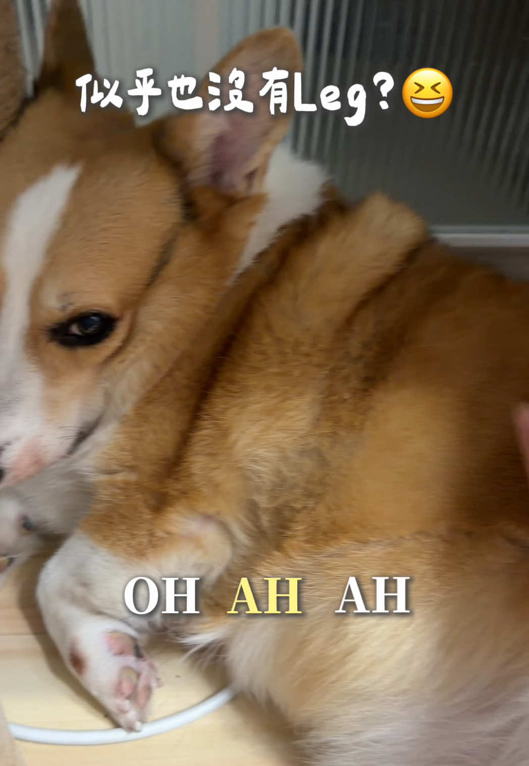 🐶：污辱性極強😆 跟風拍一下最近很紅的「沒有蛋蛋」 想了想這個腿的長短好像也不太合格🤣🤣 #柯基 #corgi #柯基日常 #寵物日常 #搞笑