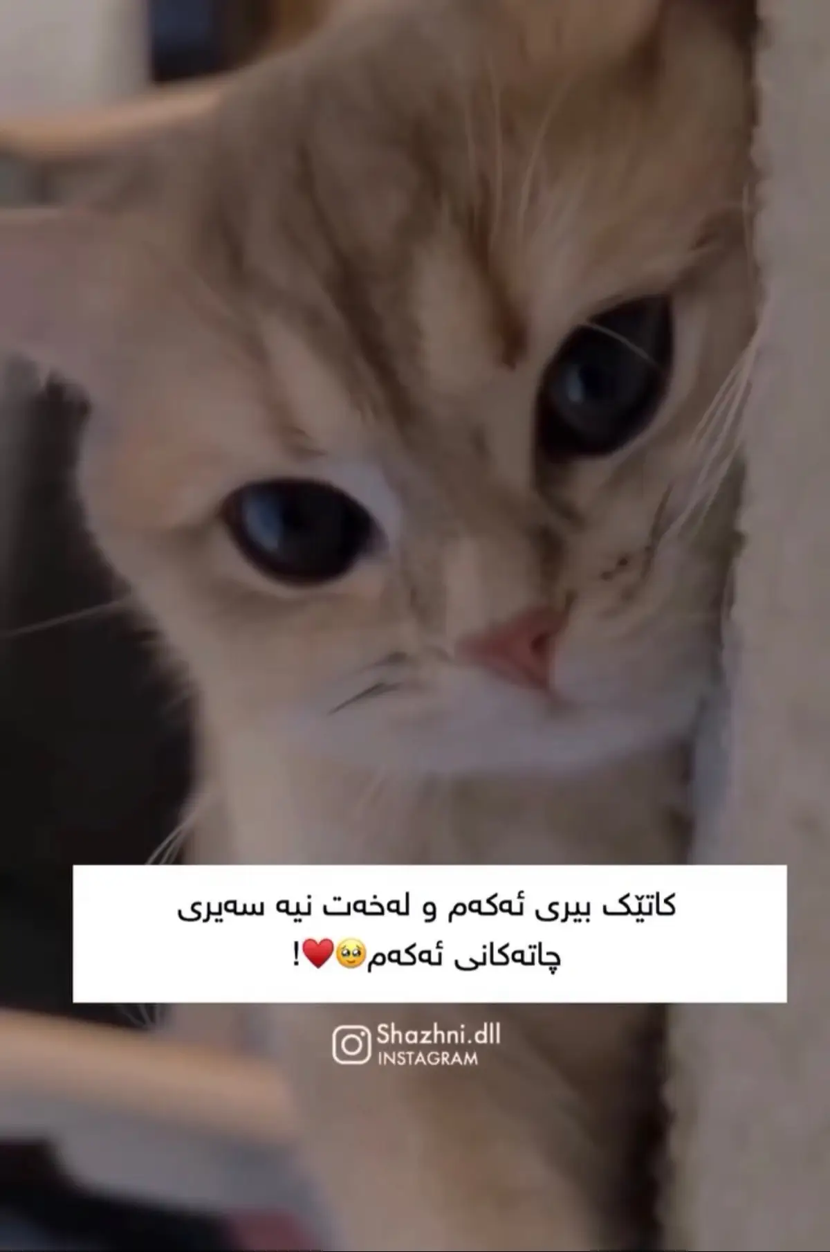 بیری ئەکەم🥹#fep #foryou #viral #soran 