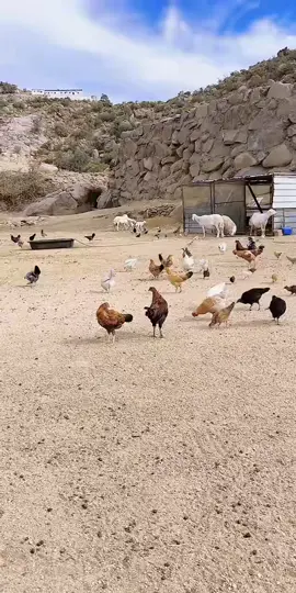 #tiktoklive #livehighlights 