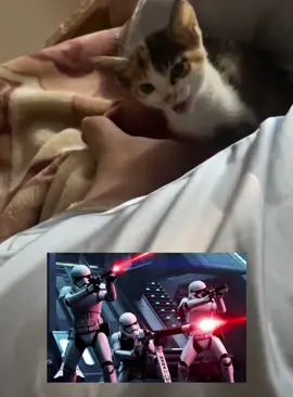 Listen to the cat#cat #cats #fyp #Funnycat #funnyvideo #usa #meow 