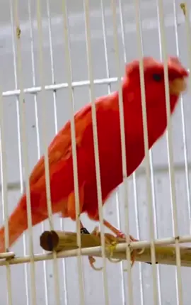 #vairal #xuhuong #yengotphuquoc  vẻ đẹp tự nhiên không chỉnh sửa