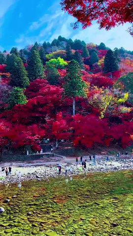 #秋の香嵐渓美しい紅葉景色 #Beautiful  Scenery In Aichi Japan 
