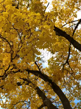 Lagu Gayo - Bungeku Sayang (Remix)  Req: @im4h02  Original Song: Kak, Maya Tawar Lirik: Oh bunge, bungeku sayang #lagugayoviral #gayo #lagugayo #berandafyp 