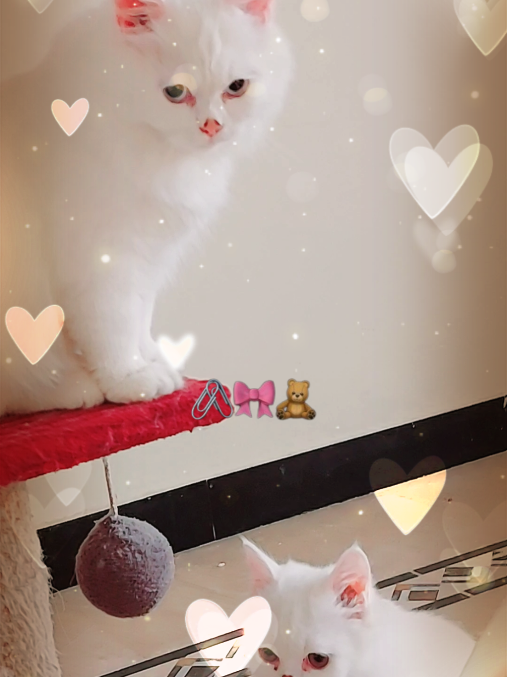 meri cato ♥️ ❤️  #catfight #cats #catsoftiktok #foryoupage #foryou 