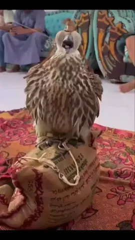 #معرض_ابوظبي_الدولي_للصيد_والفروسية 