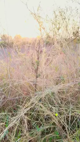 #foryoupage❤️❤️ #creatorsearchinsights #videoviral #fyppppppppppppppppppppppp #unfreezemyaccount 