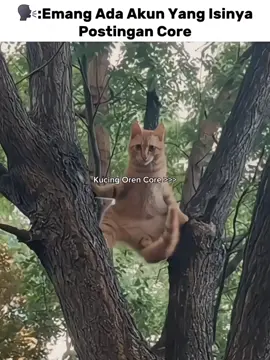 Kucing Oren Core >>> #kucingoren #Kucing #fypシ゚  #kucingtiktok #kucinglucu 