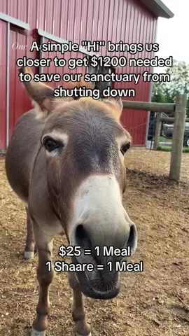 $25 = 1 Meal 1 Shaare = 1 Meal #unitedstate #fyp #viral #foryoupage #usa🇺🇸 