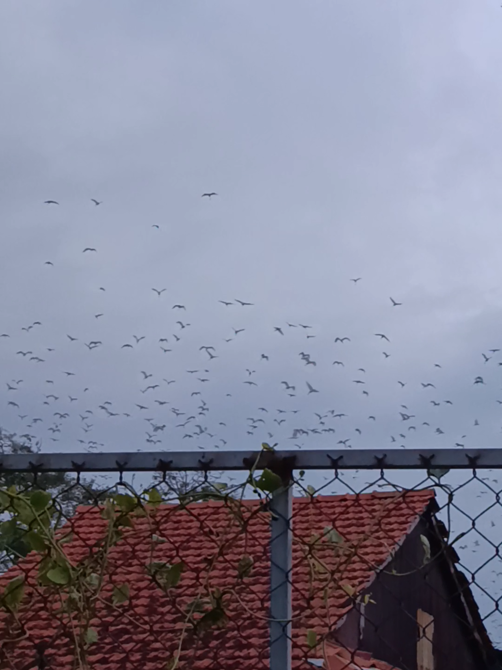 Lần đầu thấy nhiều chim như vậy luôn  #hientuongla #chaccadao #angiang #chuyenla #hientuonglacuabautroi 