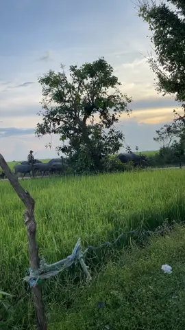 ម្លប់ដើមច្រកែងបងតែងកំណាព្យបងឈ្មោះជីចាបអូនឈ្មោះស្រីខ្មៅ🌹🍃❤️🌾 #ទូកត្នោត