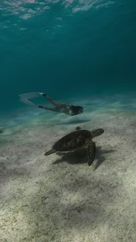 Diving heals when life hurts 🧜🏼‍♀️ #freediving #freedivegirl #fypシ゚ #foryoupage #fyp 