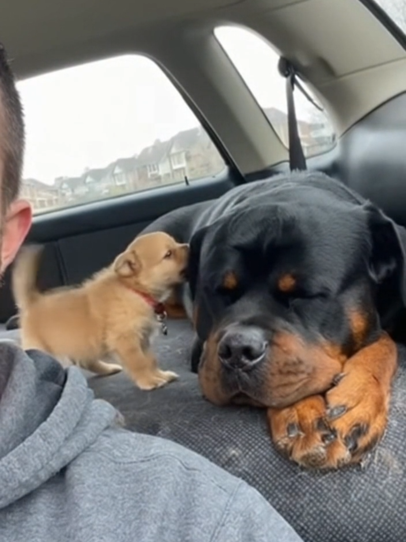 This video is 100% AI generated. Want to learn how? Link in bio📩 #funnyy #usa #dad #dog