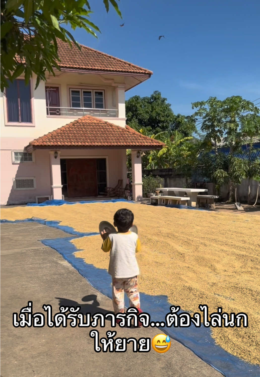 วันนี้ทำหน้าที่เฝ้าข้าว และต้องไล่นกให้คุณยาย นกกลัวสุดบินหนีไปเลย😅 #farmer #เกษตรกร #ชาวนา 