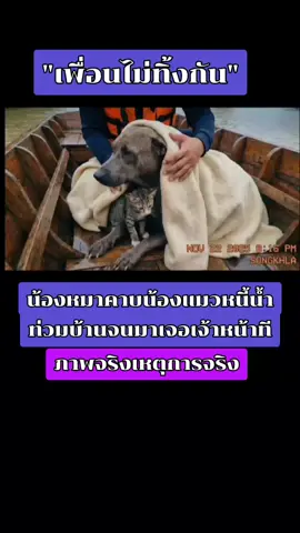 #ช้วยเหลือน้ําท่วม #เพื่อนไม่ทิ้งกัน #น้องหมาน้องแมว #ภาคใต้ #ดีต่อใจ 