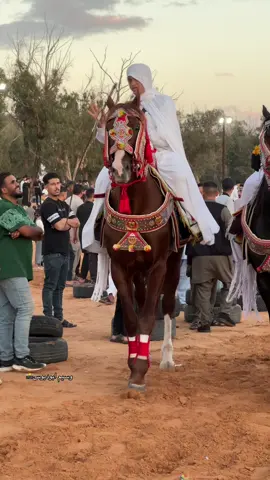 يسلم صاحبي @Y_F_A #ليبيا #مصراته #خيل_وخياله🐎 #طرابلس #اكسبلور 