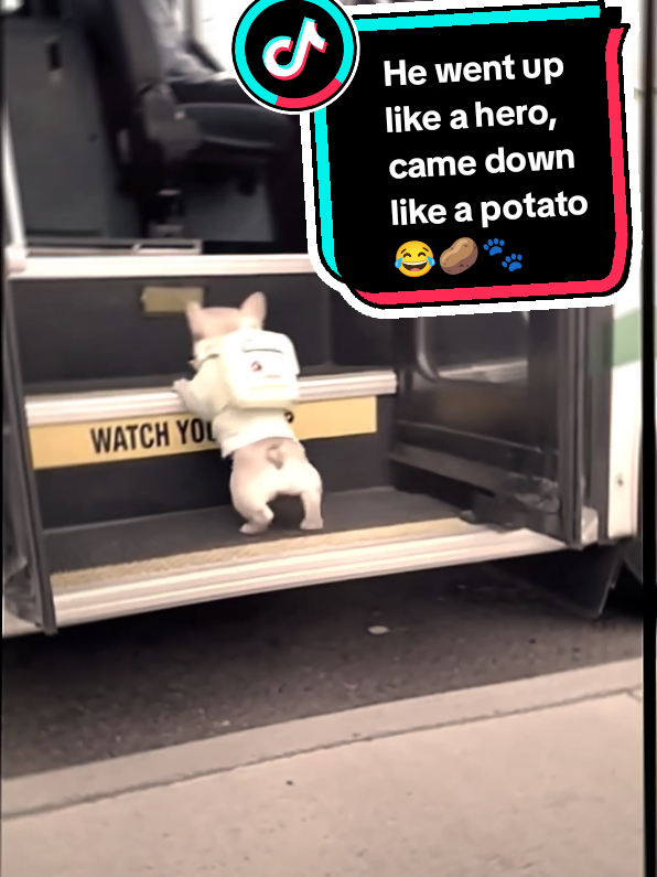 Climbing level: beginner. Falling level: expert 😅🐶⭐️@Funny Show #creatorsearchinsight #viralvideo #funnyvideos #dogsofttiktok #doglovers 