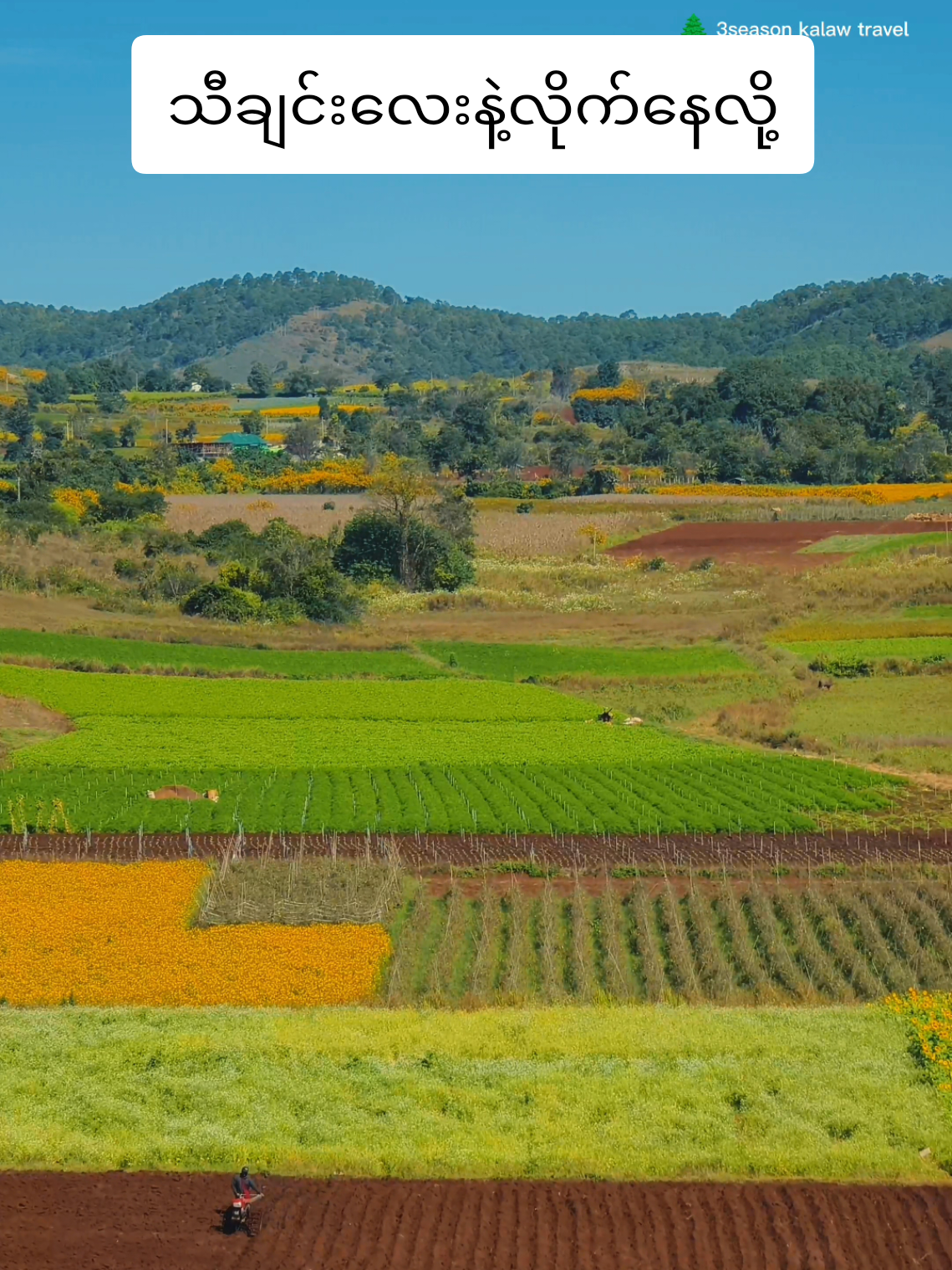 တောင်တန်းများ ဝန်းကာရံထား အဝါရောင်သန်းတဲ့စိုက်ခင်းများကြား....☺️☺️ #decemberbookingလက်ခံပီနော်☺️  #အလည်လာဖို့ဖိတ်ခေါ်ပါတယ်ဗျ☺️☺️  #09444278636  #📸3seasonkalawtravel1 