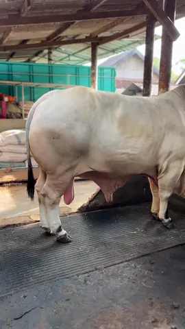 Pesona sapi 1ton up di kandang🤩🔥🐮#wisnufarm #peternaksapiindonesia #peternakmuda #fyp #cowboy 