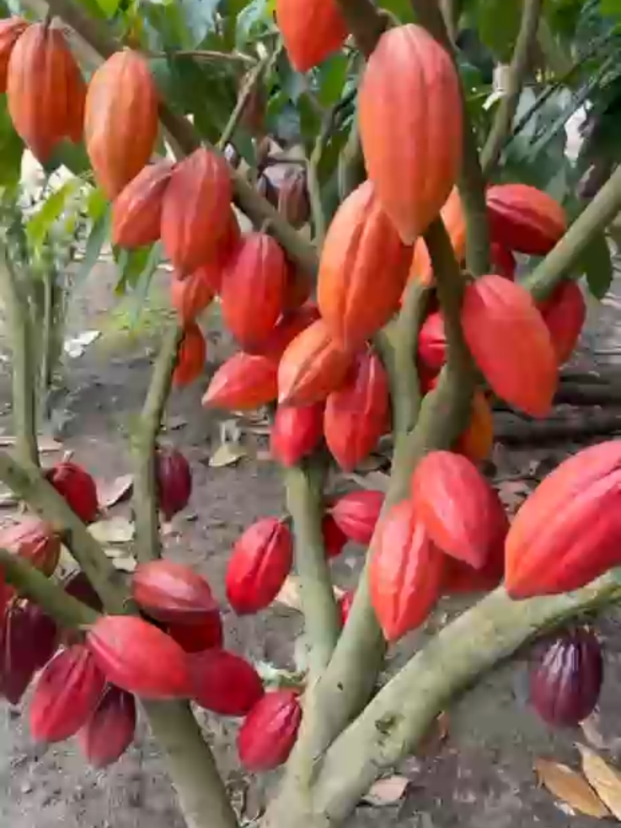 Cacau alta produção! #nutricao_precisa #cacau #una_BA