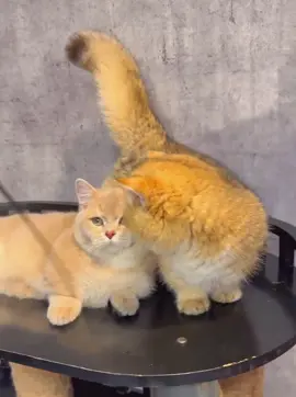Munchkin blue golden male & munchkin golden male cat