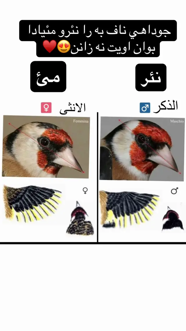#fyp #viral #foryou #جيهانابالندا جوداهي ناف به را نئرو مئيئ دا كادي جه وا زاني كيشكه نئر كيشكه مئ♥️😍