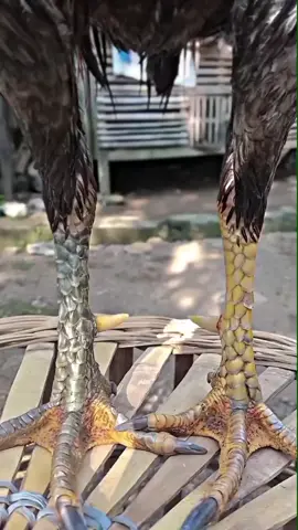 pesonamu bolo #vidioviral #fyp #capcut #ayamimport #pakhoy 