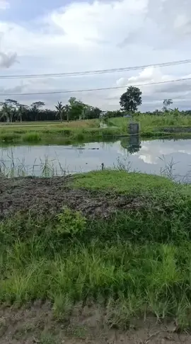 Harap berhati hati ada penampakan buaya besar di sungai#predatorairtawar#buayadarat🐊 