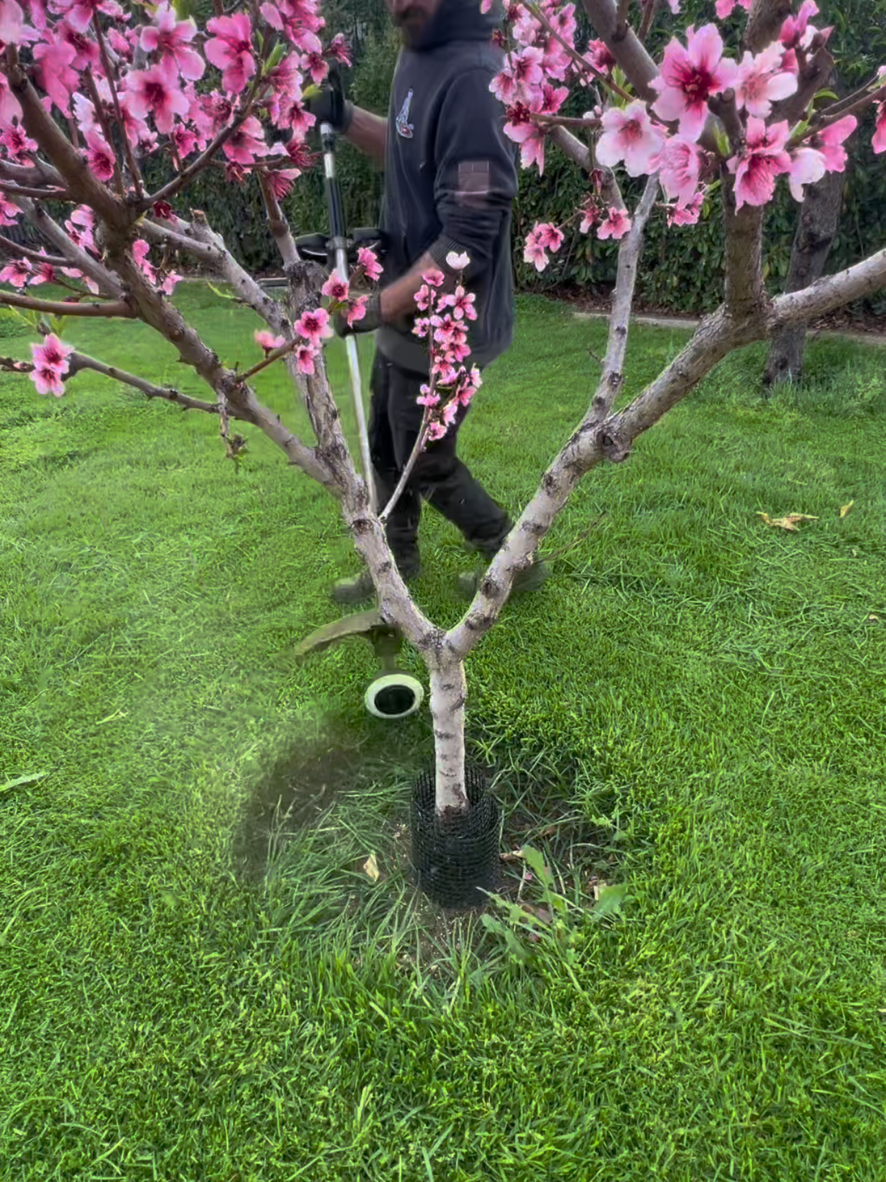 Our recent viral edges all in one mash-up… crispy lines, sharp cuts, and pure satisfaction 😮‍💨✂️ If you love a good edge clean-up, this one’s for you 💚💪 Service with a Smile 😃 #FrankTheLawnMowerMan #LawnTransformation #BackyardBliss #SatisfyingLawnCare #BeforeAndAfterLawn 