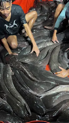 #millyrejeki #rilislelejawatimur #pilanglawang #