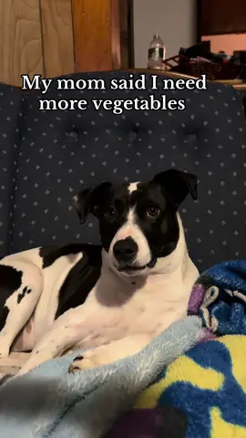 This is currently my favorite toy! @BarkBox 🌽 #fyp #dogsoftiktok #dogtok #pittiesoftiktok #pitmix 