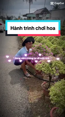 🌸Hành trình xuôi ngược Miền Tây tìm hoa đẹp cực phẩm cho bà con Bình Chánh chơi Tết 2026… #huyenbinhchanh #mientay #fyp #langhoasadec #bentre 