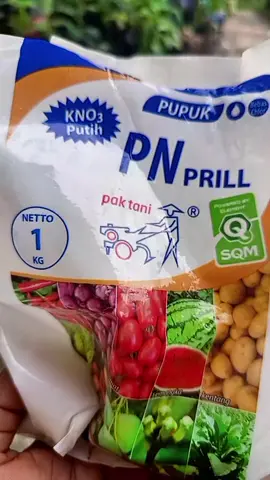 Pupuk KNO3 #sayuran #cabe #tomat 