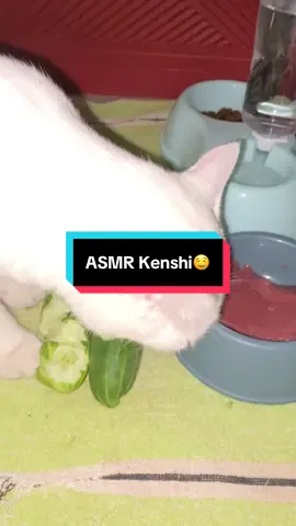 Timun yang segar menghasilkan ASMR yang renyah🤤🥒#fyp #jelajahkuliner #kucinggemoy #kucingmakansayurtimun @𝓕𝓮𝓫𝓻𝓲𝓪🧷 