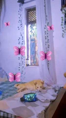 He noticed everything 🌼💜🐶 #mahee_life #dayinmylife #funk #maheeee_c #dog 