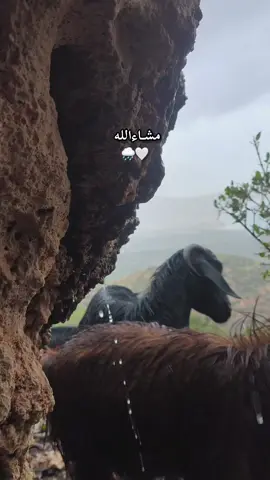 #مشاءالله_تبارك_الله_اذكروالله #درنه_بنغازي_البيضاء_طبرق_ليبيا #الاثرون_ليبيا🇱🇾 #سوسه_بنغازي_البيضاء_طبرق_درنه_شحات_ليبيا #شعب_الصيني_ماله_حل😂😂 