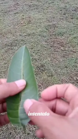 super ramo de flores #creatividad  #nuevovideo  #parati  #comohacer  #intentalo 