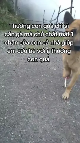Giúp em cứu con với cả nhà ơi #xuhuong #mtq #thucung🔔 #dog 