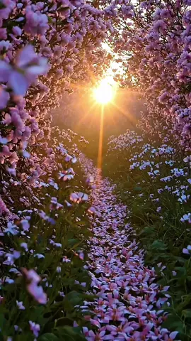 ✨ O que essa luz desperta em você? What does this light awaken in you? O corredor de flores brilha com a luz suave do amanhecer, trazendo uma calma que toca e emociona. É natureza falando direto ao coração. Compartilhe 🙌 The flower corridor glows with soft morning light, bringing a calm that moves the heart. It’s nature speaking quietly to the soul. Share 🙌 #paravoce #natureza360 #naturelovers #sunsetviews #flowers 