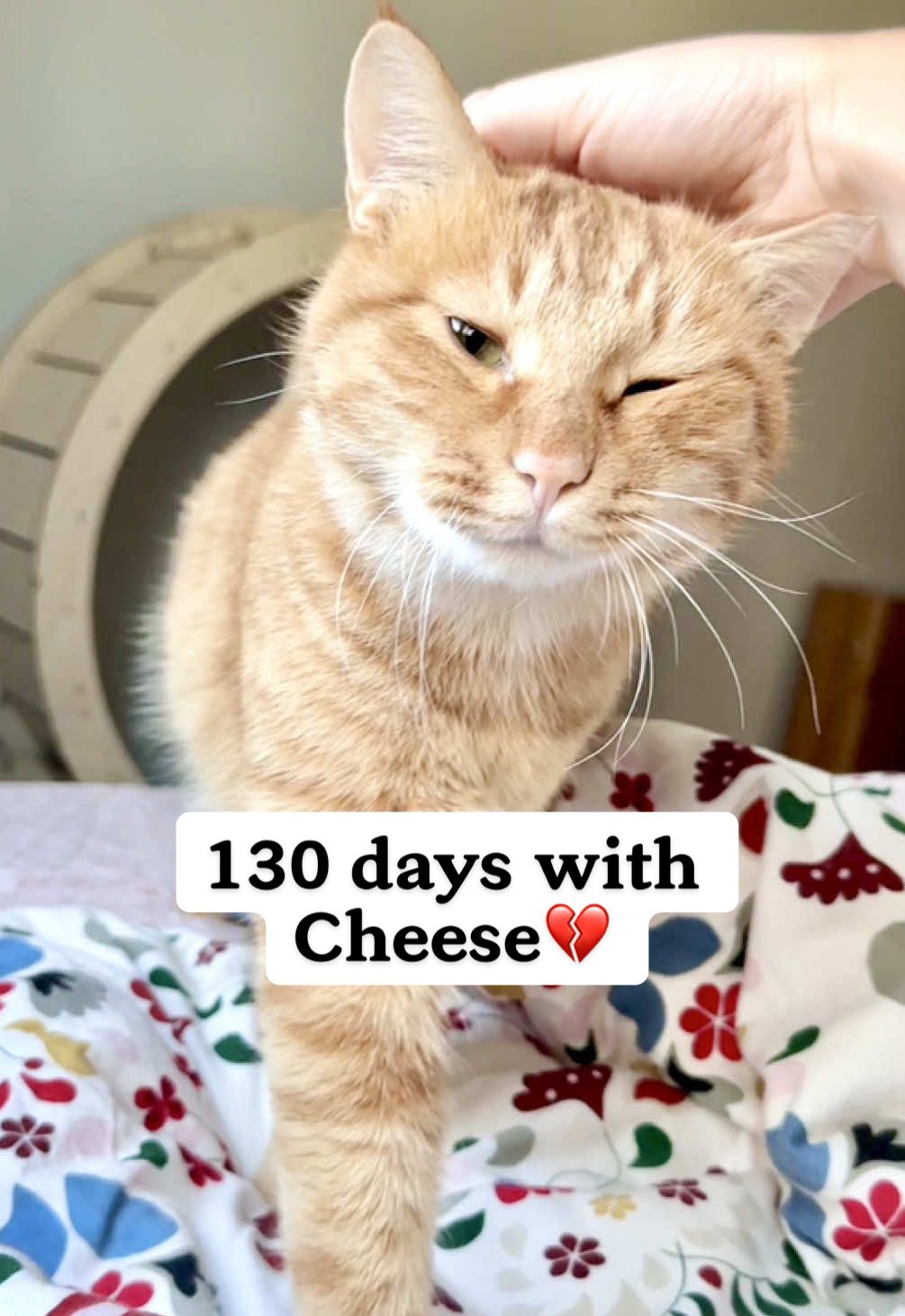 You are home Cheese♥️ I can’t believe how much this ex-feral cat has changed in just 130 days. Cheese went from a terrified stray to a cat who follows me everywhere, sleeps by my side, and looks at me like I’m his whole world. I never had my own cat before - and now I finally understand why people say cats choose their person. This little boy chose me. And I’m obsessed♥️ #rescuedcat #adoptdontshop #feralcat #straycat #catsoftiktok 