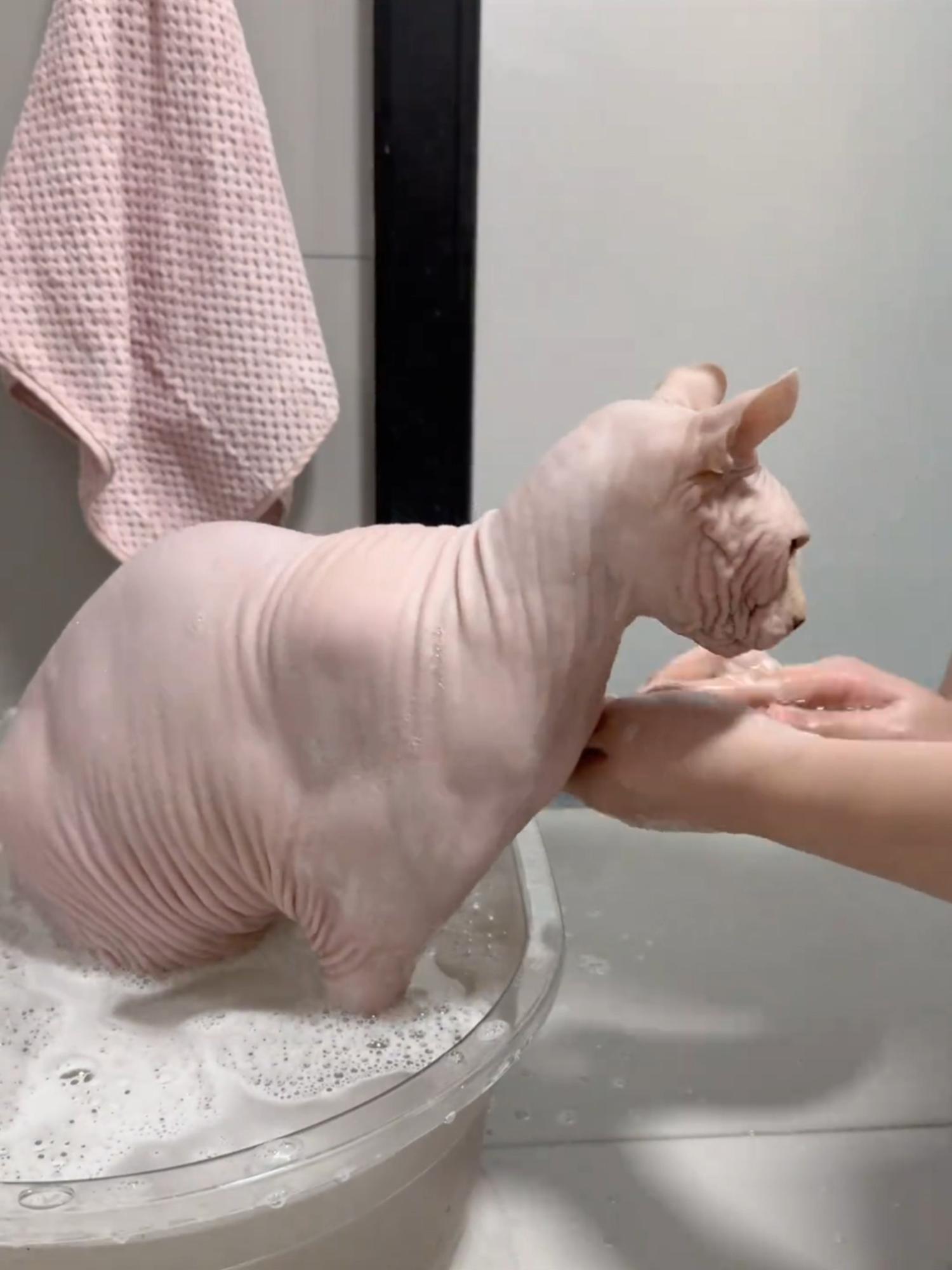 Is this the cleanest hairless cat?#SphynxCat#HairlessCat #CatBath #catlover #cat #fyp
