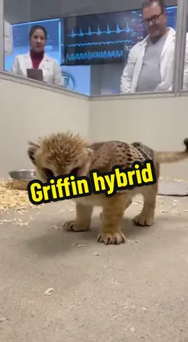 Griffin being monitored by study team #mythology #mythical #griffin #foryoupage #fypage 