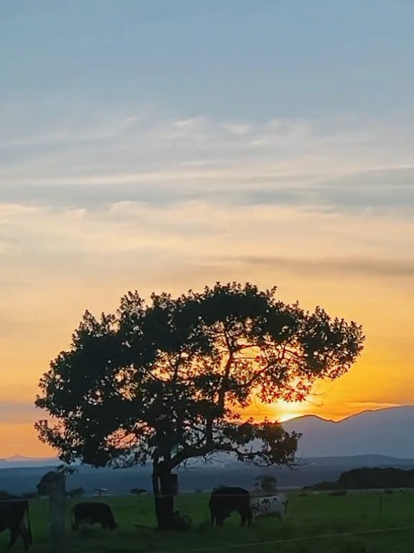 Sol Decembrino  #vienediciembre #musicallanera #viraltiktok #fyppppppppppppppppppppppp #LIVEFest2025 