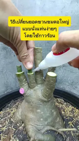 Adenium love#วิธีเปลี่ยนยอดชวนชมตอใหญ่ง่ายๆ โดยใช้กาวร้อน#ดอกไม้#ชวนชม #การขยายพันธุ์พืชวิธีนั่งแท่น #Adenium 